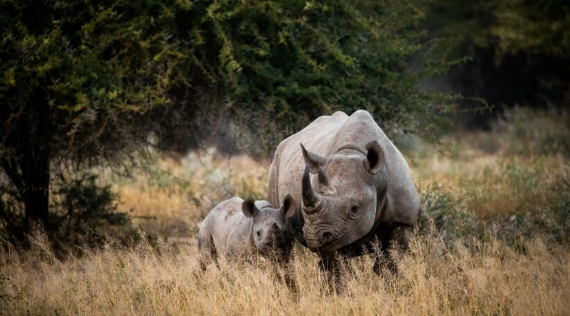 Ucieknij od zimy do RPA! Loty do Johannesburga od 2294 zł – idealna okazja na safari w Parku Krugera.
