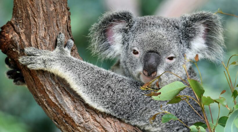 Australia za 3278 zł?! Leć na drugi koniec świata z Wiednia 🔥