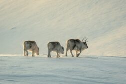 Niezwykła podróż czeka! Leć na Svalbard z Gdańska od 1224 zł