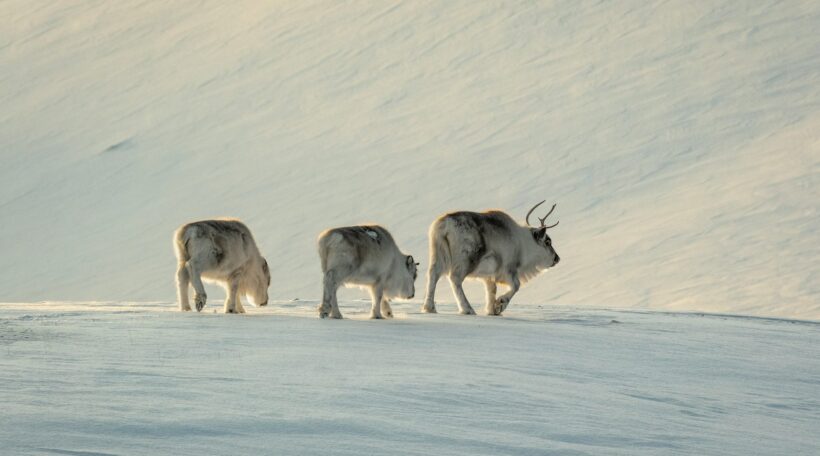 Niezwykła podróż czeka! Leć na Svalbard z Gdańska od 1224 zł
