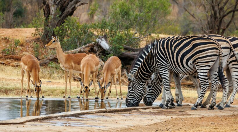 Safari czeka! 🐘 Leć do Republiki Południowej Afryki – Johannesburg w styczniu od 2206 zł!