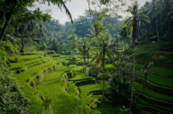 Ucieknij od jesieni! Tanie loty na egzotyczną Indonezję z Wiednia – Denpasar za 2466 zł w obie strony!
