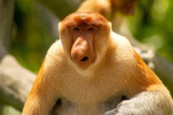 Podróż życia: Singapur i dzikie Borneo! Odwiedź słynnego somsiada z Wiednia już od 2734 zł.