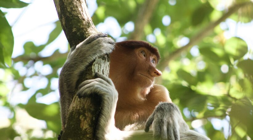 Borneo za 2192 zł?! 🤯 Leć z Wiednia do Kota Kinabalu i odkryj niezwykłą wyspę Azji!